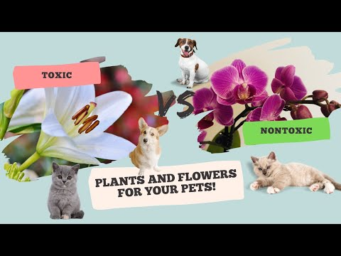 Tips On How To Tell If A Flower Is Fresh